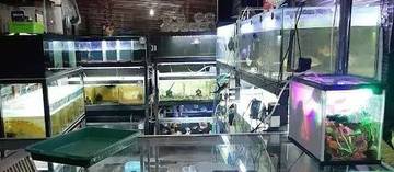 Penjual Akuarium Bermunculan, Permintaan Meningkat