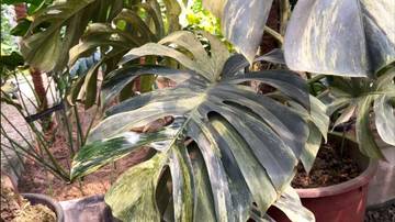 Monstera Variegata: Keindahan Alami dalam Corak yang Unik