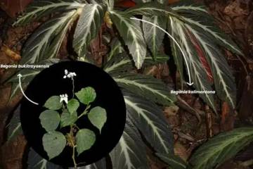 Dua Spesies Begonia Ditemukan di Hutan Kaliamantan