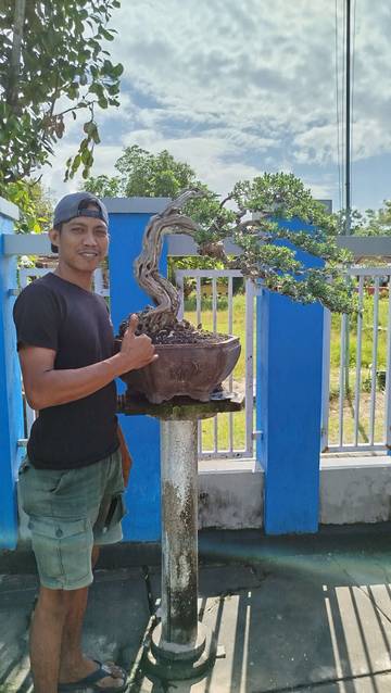 Bonsai, Menanam Harapan untuk Masa Tua