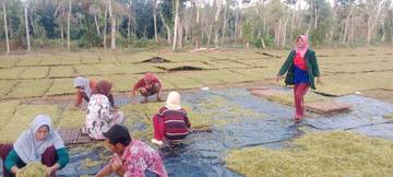 Hujan dan Air Mata Petani Tembakau
