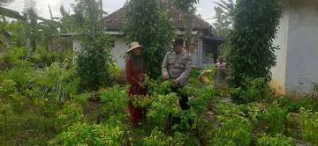 Polsek Batuputih Giatkan Program Ketahanan Pangan P2B