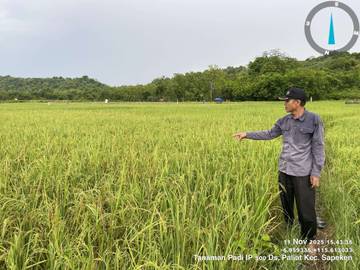 Pendampingan Intensif Penyuluh Pertanian, Hasilkan IP300 di Sapeken