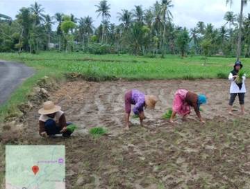 Penyuluh Dampingi Revitalisasi Lahan Padi Desa Moncek Timur