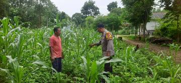 Polsek Batuputih Pantau Program P2B