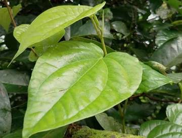 Empat Kasiat Daun Sirih untuk Kesehatan 