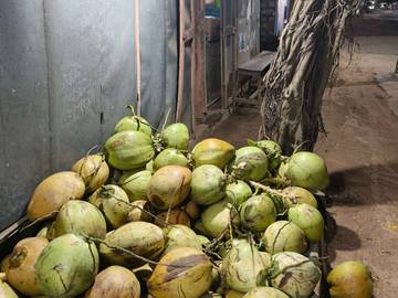 Kelapa Hijau, Kunci Sehat Alami Tubuh