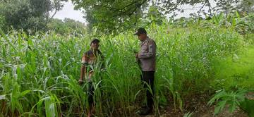 Polsek Batuputih Dukung Jagung Lokal Program Ketahanan Pangan
