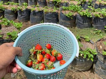Wisata Petik Stroberi, Liburan Sehat dan Edukatif