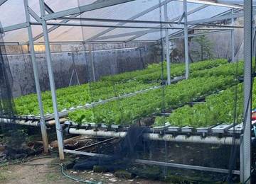 Momen Tahun Baru, Selada Air Laris Diserbu Pembeli