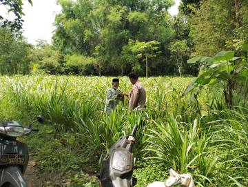 Anggota Polsek Batuputih Dampingi Petani Jagung