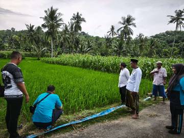 Kementan Perluas Lahan Tanam Padi di Moncek Timur