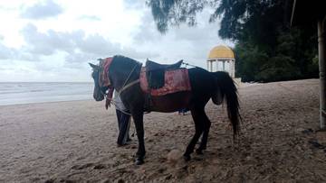 Sensasi 'Wisata Berkuda' di Pantai Lombang