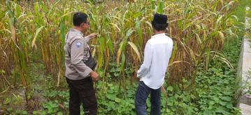 Polsek Batuputih Monitoring Jagung Lokal Program Asta Cita