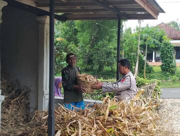 Polsek Batuputih Panen Jagung Program P2B