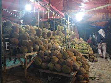 Tips Memilih Buah Durian Yang Manis dan Berkualitas