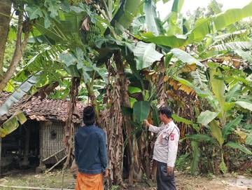 Polsek Batuputih Dukung Program P2B, Pisang Ambon