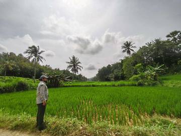 Kementan Monitoring Tanaman Padi di Ganding