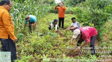 BPPSDMP dan BPS Ubinan Kacang Tanah di Saronggi