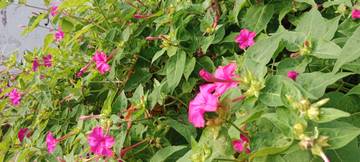 Bunga Asal Amerika Ini Tumbuh Subur di Madura