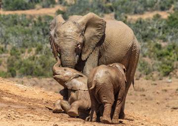 Pariwisata Beretika, Indonesia Resmi Larang Gajah Ditunggangi