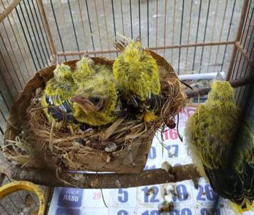 Hobi Memelihara Burung Dalam Sangkar Masih Diminati