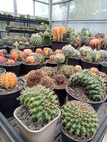 Petani Kaktus Ungkap Rahasia Sehat dengan Kaktus