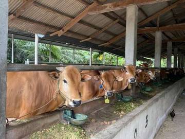 Ketersediaan Hewan Kurban di Belitung Cukup untuk Iduladha