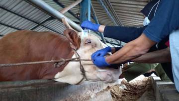 Sapi Kurban Presiden di Pangkalpinang Akan Dipotong RPH