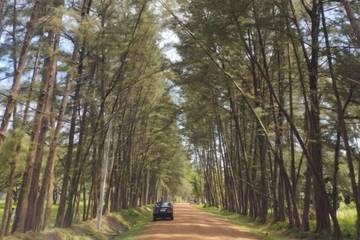 Bangka Botanical Garden Pangkalpinang Tawarkan Pesona Flora Pinus