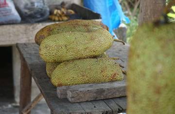 Buah Cempedak Jaga Ketahanan Pangan Lokal