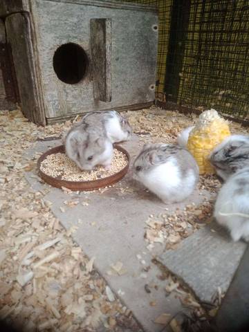 Kelucuan Hamster Undang untuk Merawat dan Hasilkan Cuan