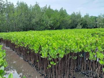 Menjaga Lahan Basah, Menjaga Masa Depan