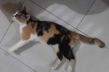 Pro dan Kontra Sterilisasi Kucing di Kalangan Masyarakat