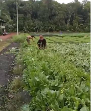Petani Air Duren Kecewa, Tak Bisa Pasarkan Panen 
