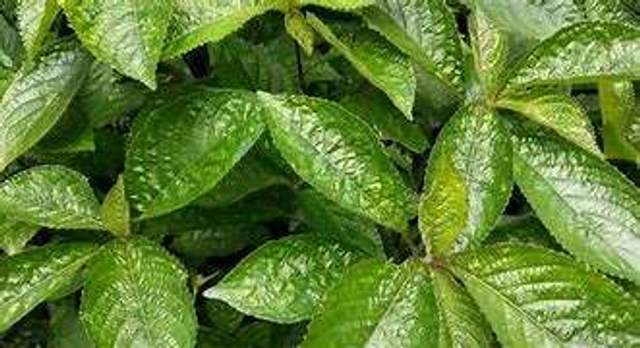 Daun Alami untuk Obat Kesemutan - RRI.co.id