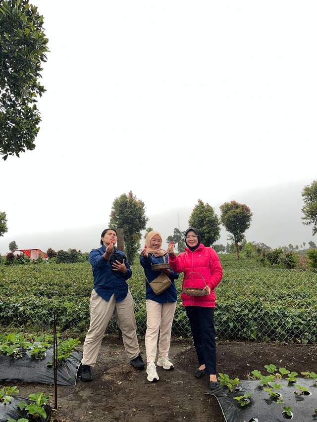 Sensai Petik Sendiri di Kebun Strawberry Alam Raya
