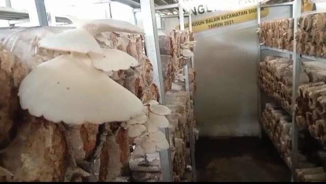 Budidaya Jamur Tiram di Kerinci Sangat Menjanjikan