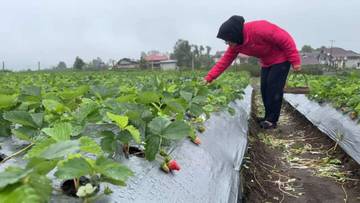 Petik Sendiri Buah Segar di Kebun Strawberry Alam Raya