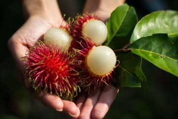 Apakah Buah Rambutan Tinggi Gula? Ini Ulasannya..
