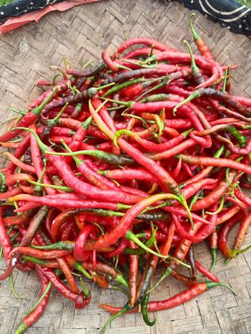 Harga Cabai Merah di Kerinci Tembus 60 Ribu Rupiah
