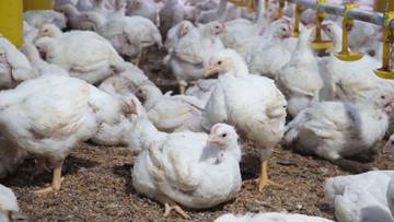 Harga Ayam Potong Masih Mahal