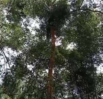 Aksi Pencurian Kayu Manis Kembali Terjadi di Kerinci