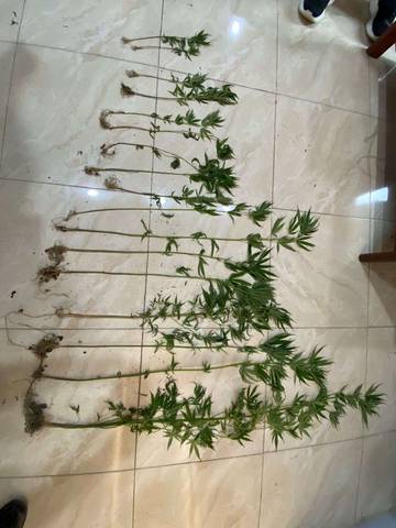 Ini Kronologis Penangkapan Ganja Ditemukan di Ladang Warga Sungai Penuh 