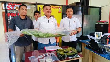 Katahuan Tanam Ganja Di Ladang, Ini Pengakuan Tersangka 