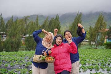 Kebun Strawberry Alam Raya Sediakan Petik Strawberry Di Kebun