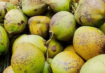 Pedagang Kelapa Raup Untung di Bulan Puasa Ramdhan 