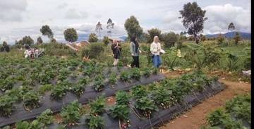 Pengunjung di Kebun Strawberi di Kerinci Ramai Saat Libur Lebaran