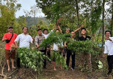 Satresnarkoba Polres Kerinci Temukan Ladang Ganja di Sungai Dalam Kerinci