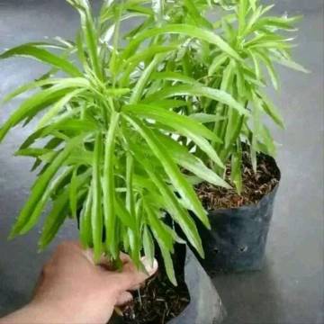 Tanaman Ampuh Usir Nyamuk di Rumah 